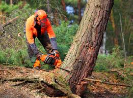 Best Hazardous Tree Removal  in Stonecrest, GA